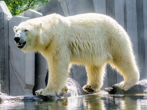 Niemieckie ZOO nie wyklucza uboju części zwierząt po to... by nakarmić pozostałe zwierzęta