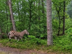 "Że klimat się ociepla, to już wiemy, ale żeby tak szybko?" Na Mierzei Wiślanej pojawiła się... zebra