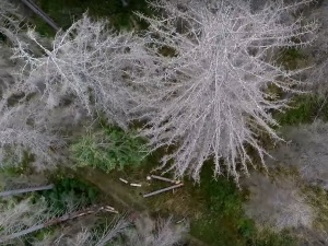"Coś się dziś chuliganerka Greenpeace rozkręciła". Minister Środowiska odpowiada radykałom