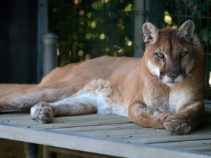 Śląsk: Sąd postanowił, że puma Nubia zostanie w chorzowskim zoo
