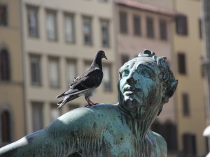 Obrzeżki gołębie - „ptasie” kleszcze – groźne również dla ludzi