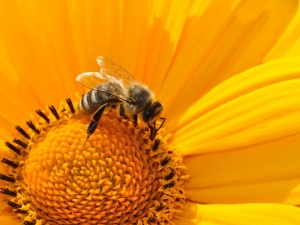 Pszczoły wcale nie wymierają. Od dwóch dekad tych owadów stale przybywa