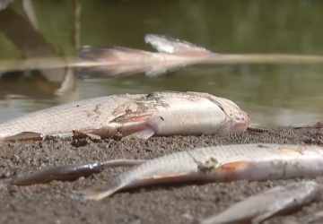 Niepokojące doniesienia. Martwe ryby w Kanale Gliwickim