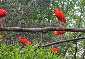 Nie są odporne. Komunikat płockiego zoo