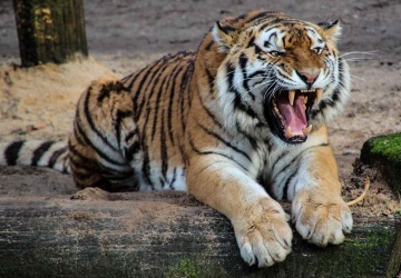 Ostrzeżenie warszawskiego zoo. Fizyczne i psychiczne zagrożenie 
