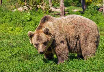Trzy konfliktowe niedźwiedzie w Bieszczadach. Na odstrzał, a może w Tatry