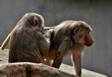 Zoo zabiło 12 zdrowych pawianów. Będzie zawiadomienie do prokuratury