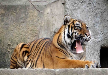 Propozycja zoo: Nie chcecie już swoich zwierząt? Dajcie je naszym drapieżnikom