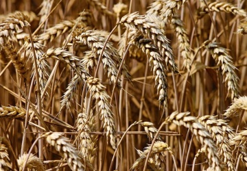 Niemieccy rolnicy obawiają się, że ich gospodarstwa nie przetrwają. Ukraina planuje jeszcze zwiększyć produkcję