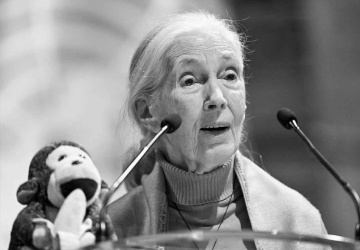 Nie żyje Jane Goodall. Wybitna badaczka miała 91 lat