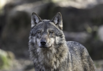 Wilki terroryzują południe Polski. Atakują zwierzęta domowe