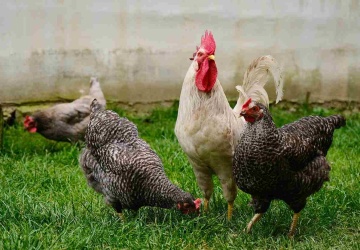 Krajowa izba producentów drobiu alarmuje. Ceny w górę nawet o 60 proc.