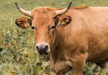 Rząd Francji odrzuca obecną umowę z Mercosurem. „Jest dla nas nie do zaakceptowania”