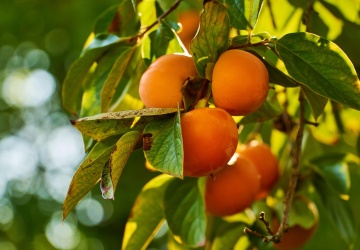 To uderzy w europejskie rolnictwo. Producenci z UE ostrzegają przed rewizją umowy UE-Maroko