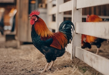 „Stworzono precedens do wygaszania hodowli innych zwierząt niż futerkowe”