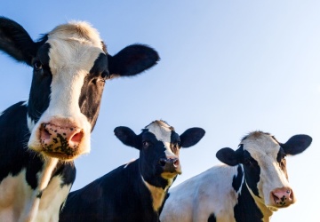 Wiceszef polskiego MSZ wzywa do negocjacji, aby osiągnąć porozumienie UE-Mercosur