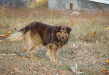 Weta Nawrockiego pod lupą: psy, hodowla na futra i kryptowaluty 