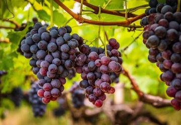 Kłopoty niemieckiego winiarstwa. Rolnicy alarmują