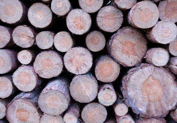 Kilkaset drzew ściętych siekierami. Policja bada sprawę wycinki w Toruniu