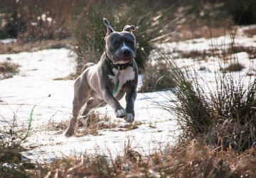 Tragedia w Krośnie Odrzańskim. Mężczyzna zmarł po ataku psa