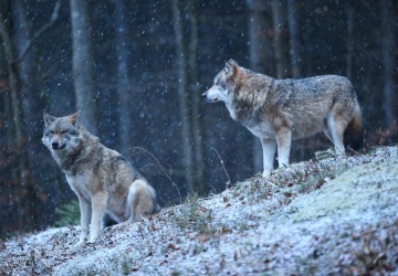 Wilki wracają w okolice Warszawy. Ostrzeżenie dla mieszkańców