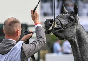 To koniec polskich stadnin? Katastrofa hodowli polskich arabów