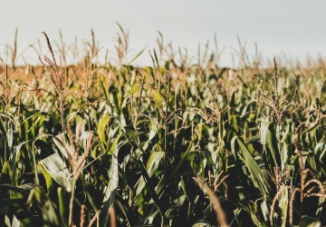 Organizacje rolnicze zaapelowały o odrzucenie umowy UE-Mercosur