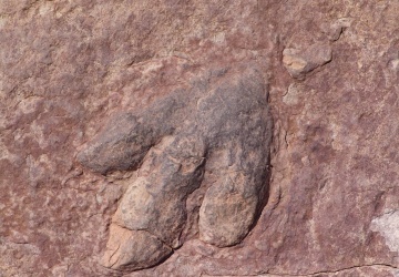 Sensacyjne znalezisko - jaja dinozaura sprzed 150 mln lat. Czeka nas Jurassic Park?