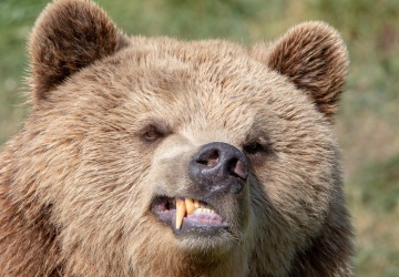 Tajemniczy niedźwiedź pojawił się na Górnym Śląsku. Odwiedził wsie i zrobił porządki w domach