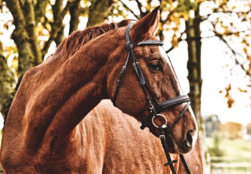 Skandal na Służewcu! Koń uśpiony po wyścigu, prokuratura wszczęła śledztwo