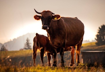 Doradca Prezydenta: Rząd powinien zaskarżyć tymczasowe stosowanie umowy UE-Mercosur do TSUE