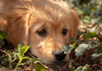 Obowiązek czipowania psów. Wiadomo, ile będzie kosztować