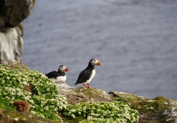 Darmowe zakwaterowanie na walijskiej wyspie. Trwa nabór wolontariuszy
