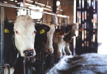 KO, PSL i Lewica zablokowały zaskarżenie do TSUE tymczasowego stosowania umowy z Mercosur