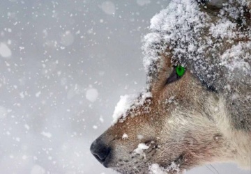 Najpierw śnieg, potem siarczysty mróz. W tych regionach będzie najtrudniej