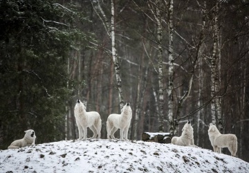 Wilki zaatakowały dziecko na dworcu kolejowym. Nastolatka ledwo uszła z życiem