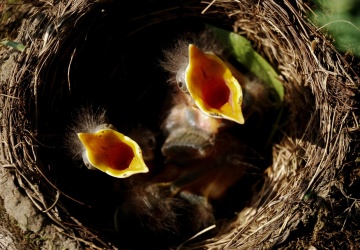 Aleksandra Jakubiak OV: Głód