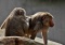 Zoo zabiło 12 zdrowych pawianów. Będzie zawiadomienie do prokuratury