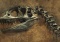 Nowy gatunek dinozaura odkryty na brytyjskiej wyspie