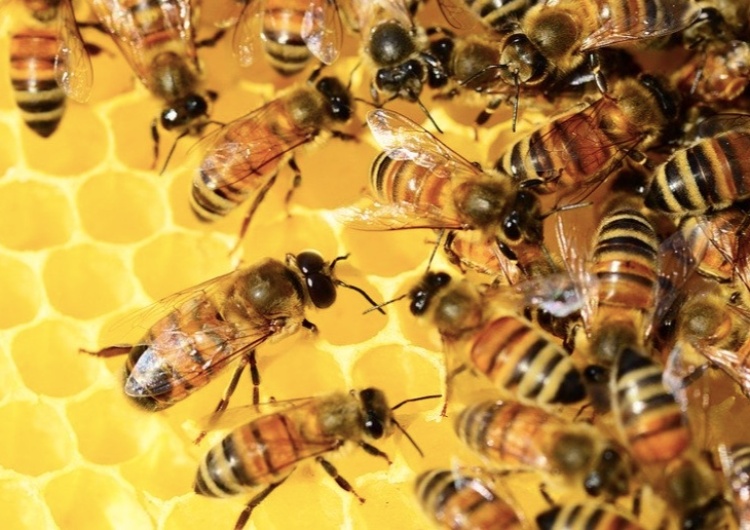 Zabili nawet milion pszczół! Do 21 uli wlali substancję ropopochodną