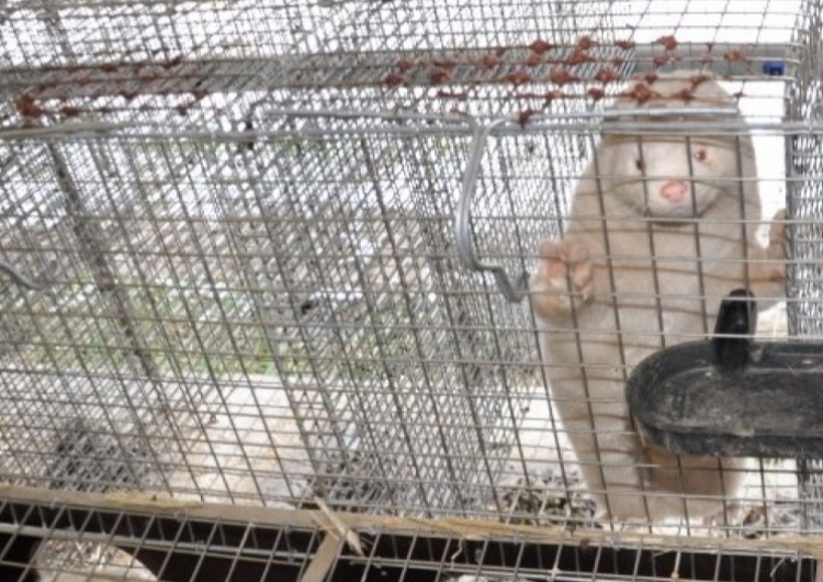 Zmutowany koronawirus w Polsce? Przebadane zostaną fermy norek