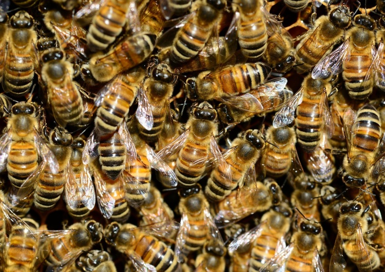 pszczoły miodne Początek wojny o miód? Fundacja VIVA: 'Budzi liczne kontrowersje