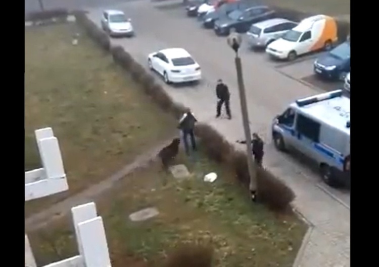  [video] Rozjuszony dzik w centrum Zabrza zaatakował przechodnia. Policjanci musieli użyć broni