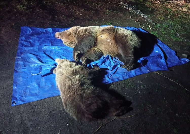  Horror w Tatrach. Na parkingu przed popularnym hotelem zastrzelono niedźwiedzicę z młodym