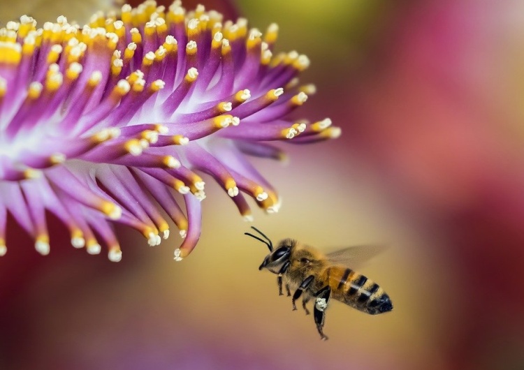  Marcin Bąk: Maj, sezon pszczelarski w pełni
