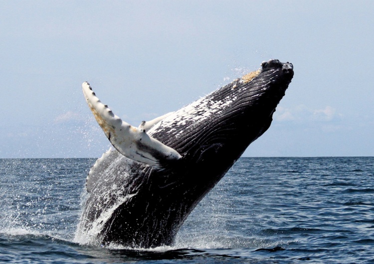 Whit Welles Wwelles14  Współczesny Jonasz. 56-letni mężczyzna znalazł się w paszczy wieloryba