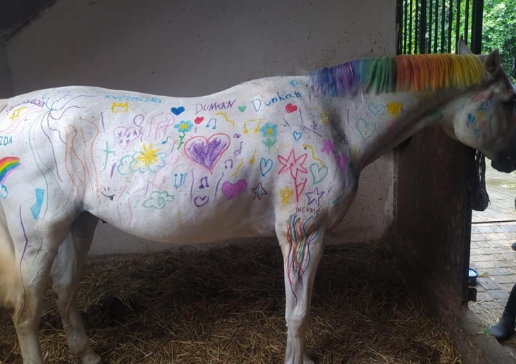  Firma oferująca jazdę konną pozwoliła dzieciom pomalować konia. Oburzenie w sieci