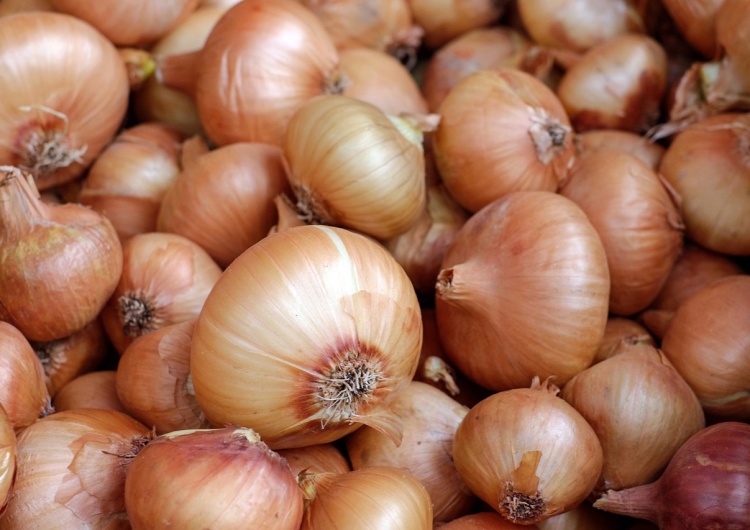 Polski kierowca przemycał ponad 400 kg kokainy. Ukryta była w ładunku mrożonych krążków cebuli