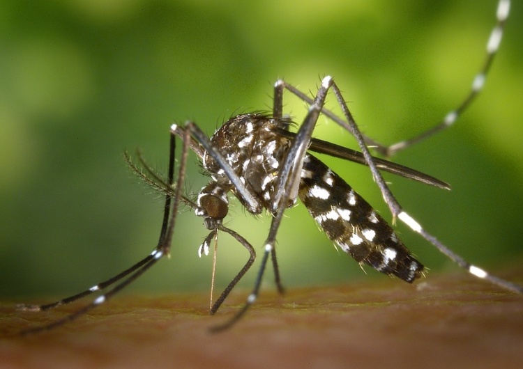  Polscy naukowcy pracują nad szczepionką przeciwko wirusowi Zika