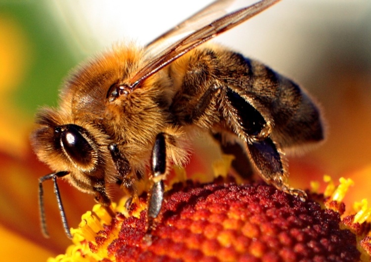  Kazimierz Paczesny: O bezpieczeństwie żywnościowym Polski i Narodowej Strategii Ochrony Pszczół